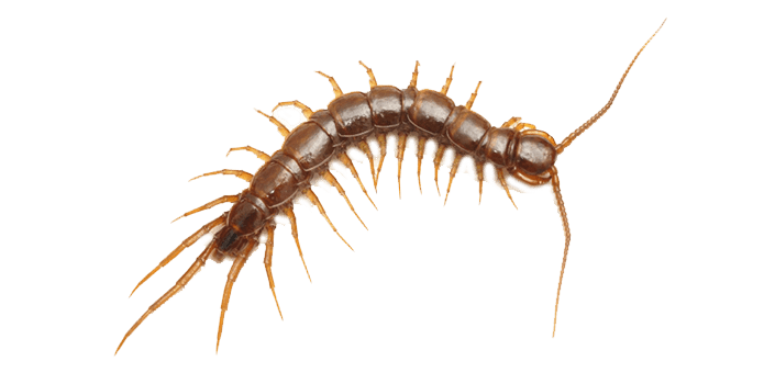Centipedes