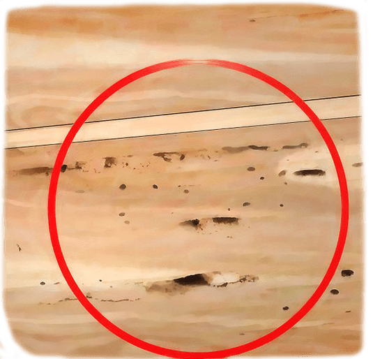 Termite Evidence